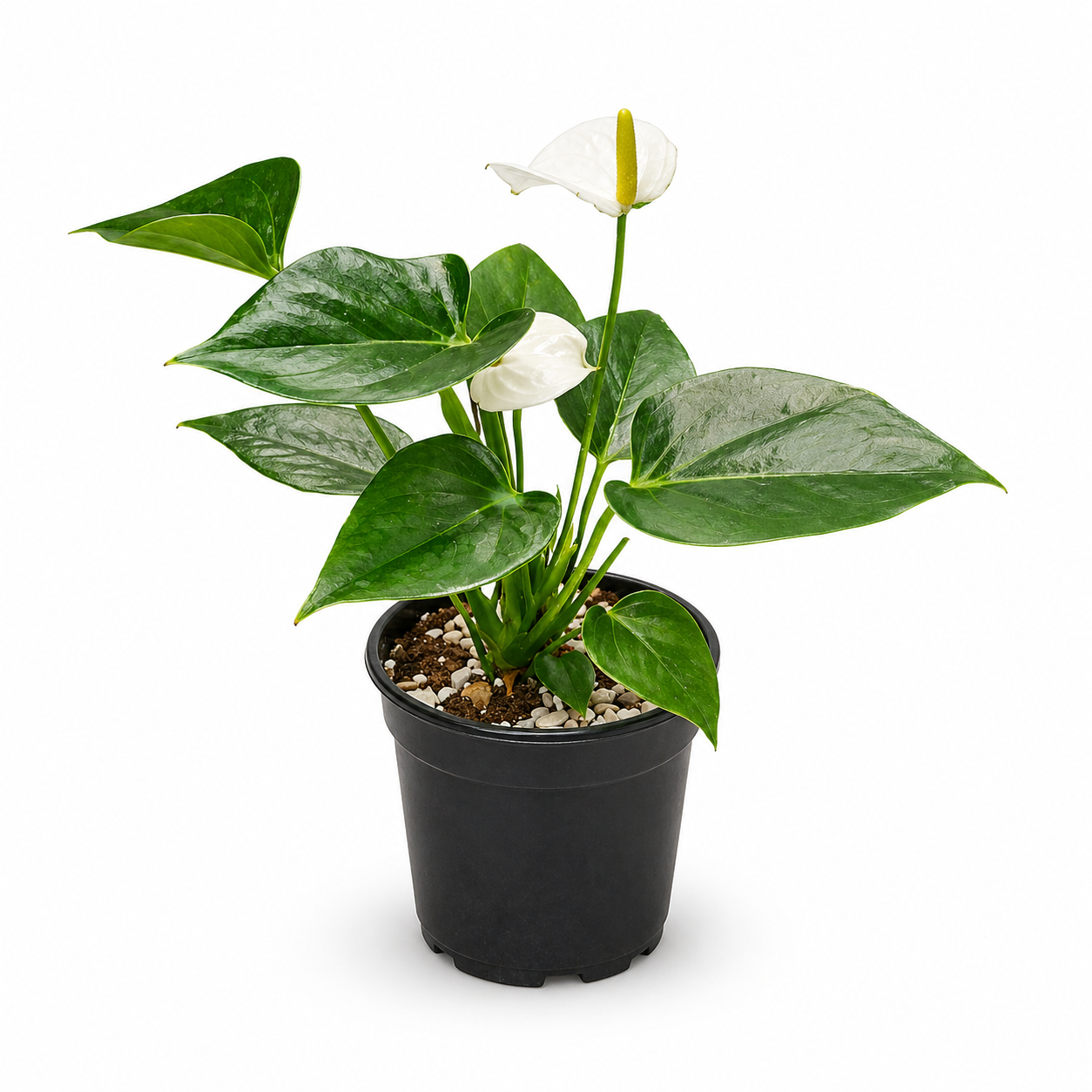 Anthurium Plant - red, pink, and white