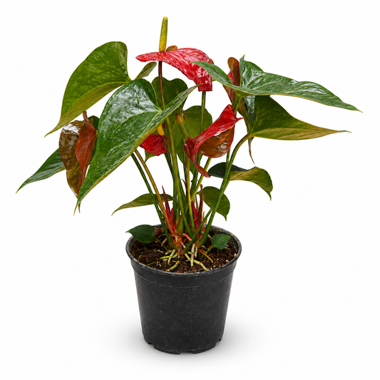 Anthurium Plant - red, pink, and white