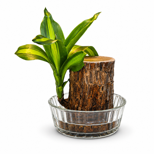 Brazilian Wood Bamboo in Glass Bowl