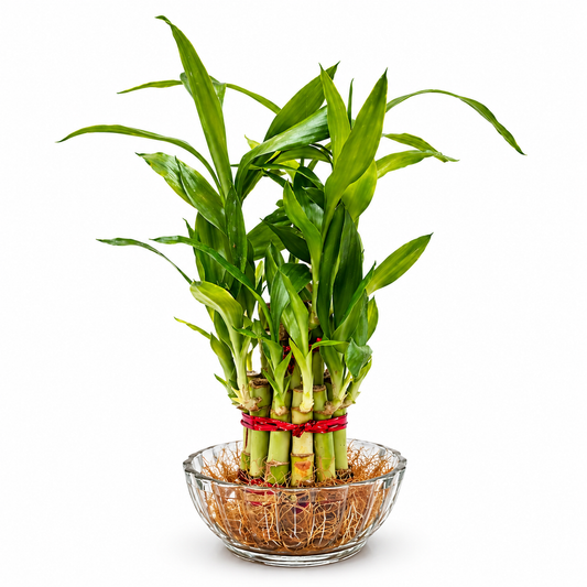 2 Layer Lucky Bamboo in Glass Bowl – Indoor Vastu Plant