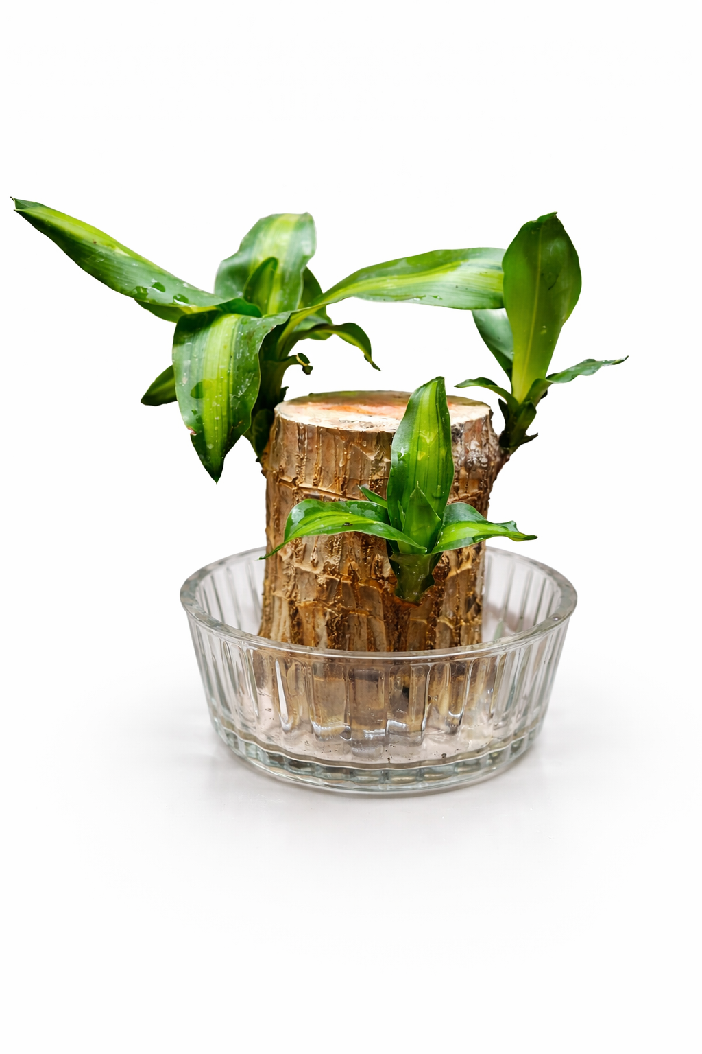 Brazilian Wood Bamboo in Glass Bowl