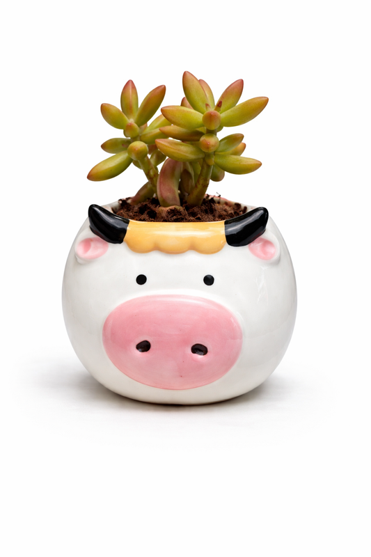 Succulent (Golden Sedum) in Cow Planter