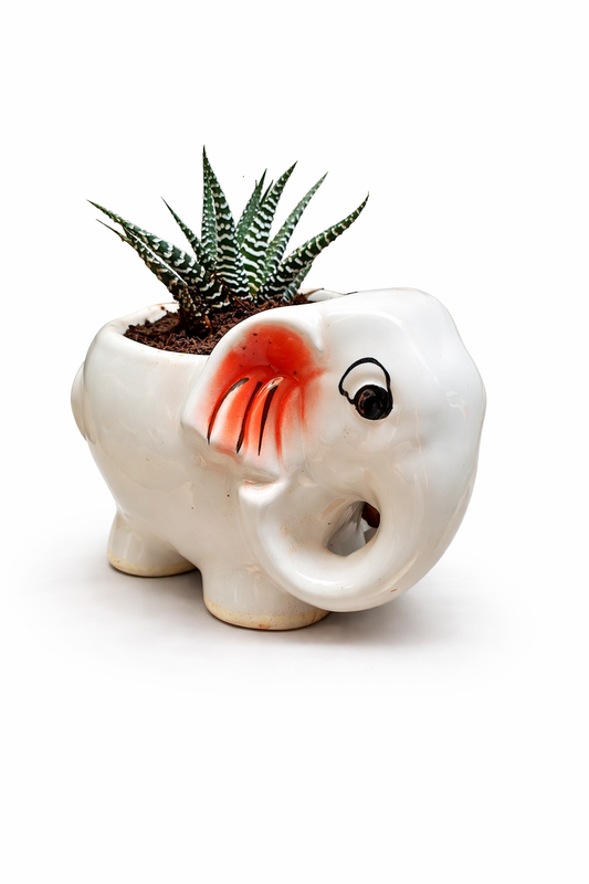 🐘 Zebra Haworthia in Elephant Planter – Cute Desk Plant