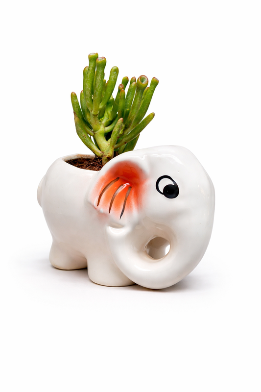 Succulent (Gollum Jade / Crassula Ovata ‘Gollum’) in Elephant Planter