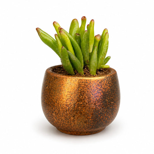 Gollum Jade (Crassula Hobbit) in Rustic Ceramic Pot