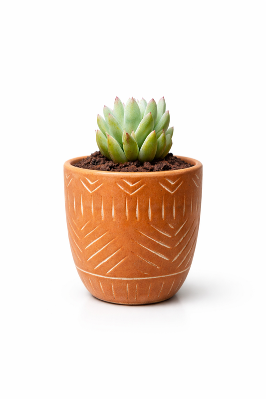 🌵 Echeveria Succulent in Terracotta Pot – Aesthetic Desk Plant