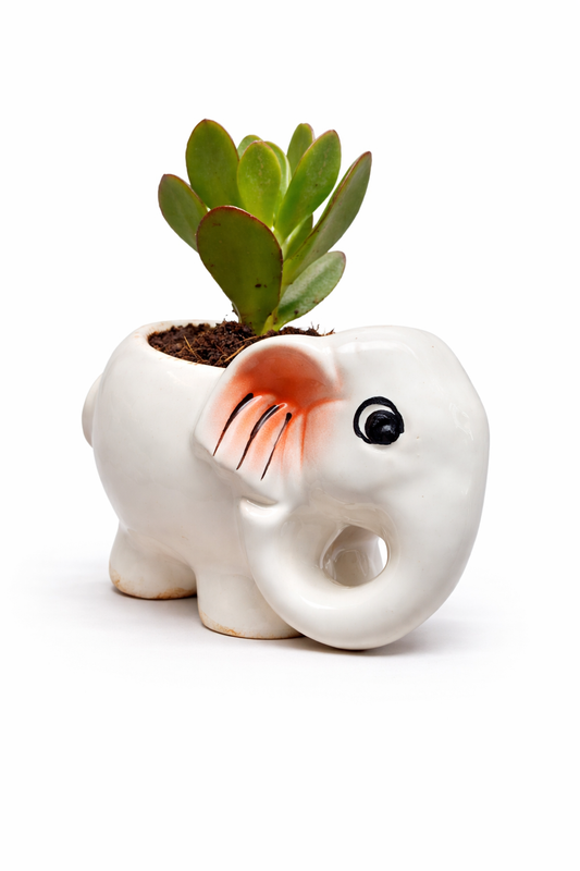 🐘 Jade Plant in Elephant Planter – Lucky Desk Plant