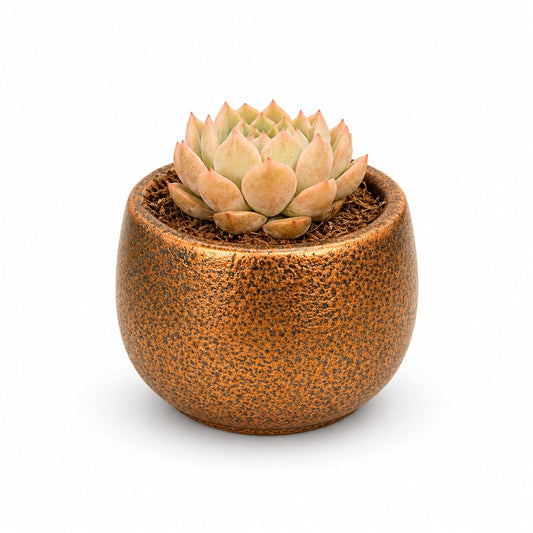Peach Echeveria Succulent in Rustic Ceramic Pot