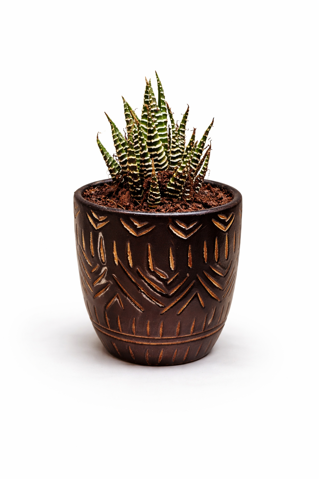 🌿 Zebra Haworthia in Textured Ceramic Pot – Designer Desk Plant