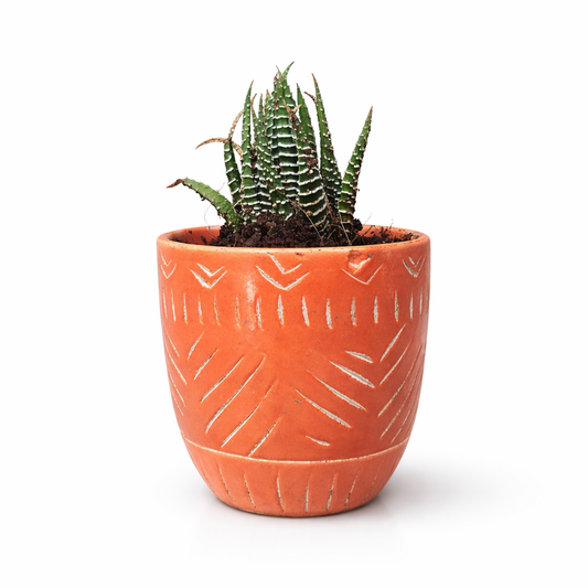 🌵 Zebra Haworthia in Terracotta Pot – Premium Succulent