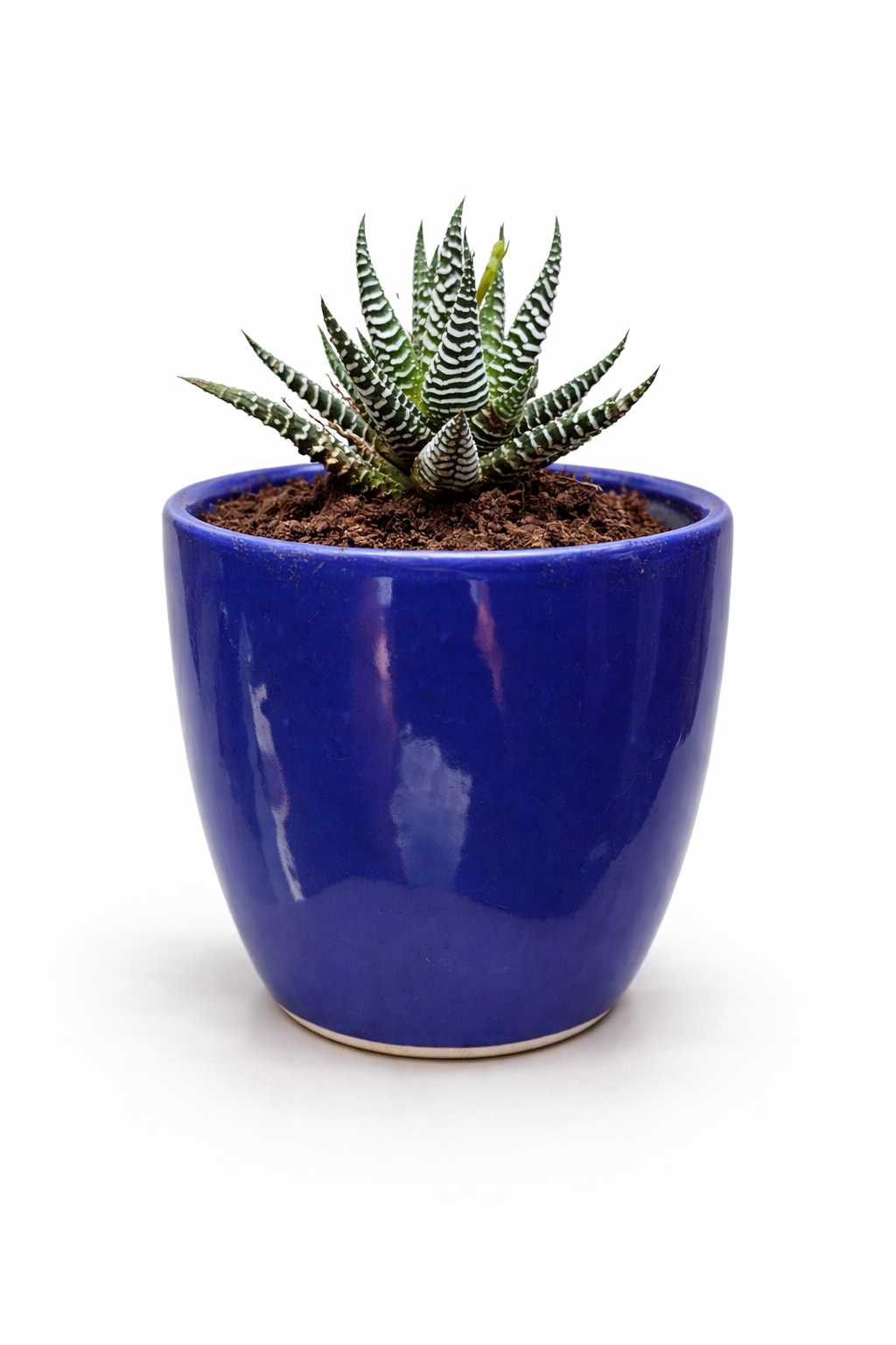 🌿 Zebra Haworthia in Blue Ceramic Pot – Modern Desk Plant