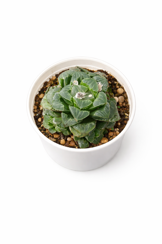 🌿 Haworthia Succulent – Elegant Indoor Plant