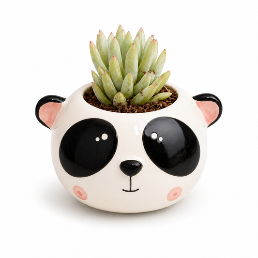 Mini Succulent in Panda Ceramic Pot