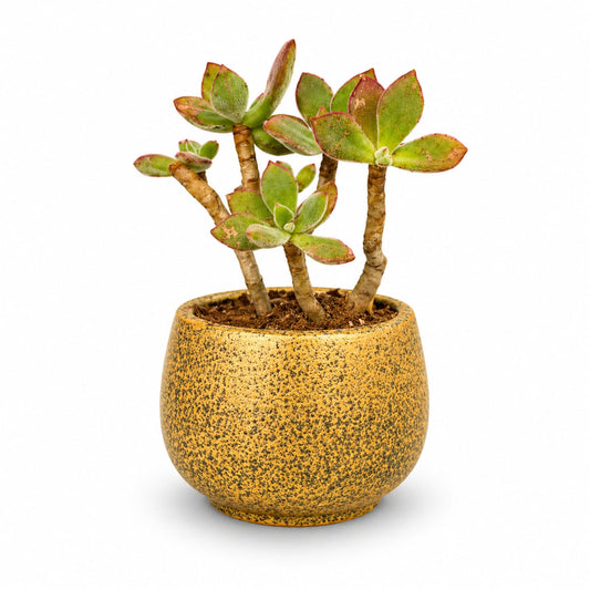 Echeveria Pulvinata Succulent in Textured Yellow Ceramic Pot