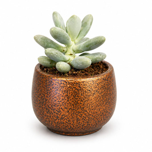 Pachyphytum Moonstone Succulent in Rustic Ceramic Pot