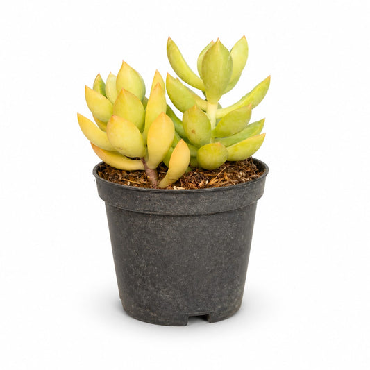 Golden Sedum Succulent in Nursery Pot