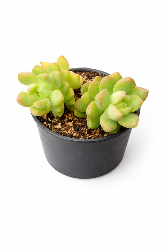 Sedum Adolphii (Golden Sedum) Succulent