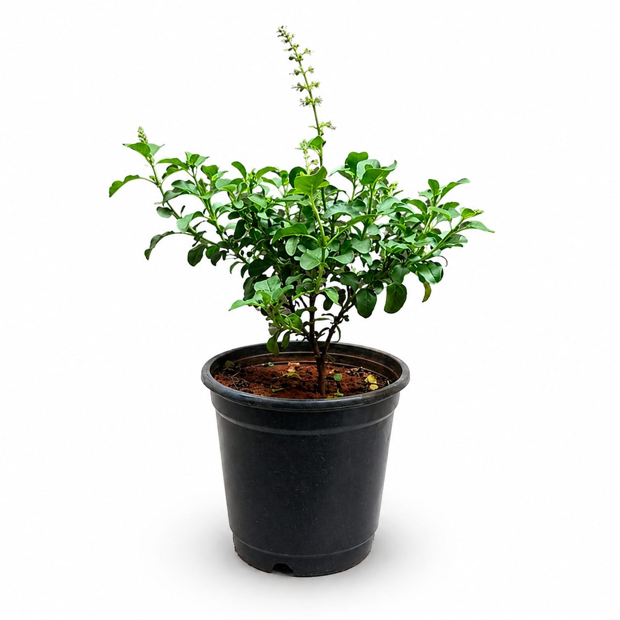 Tulsi (Holy Basil) Plant
