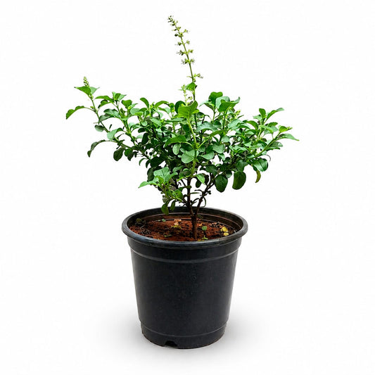 Tulsi (Holy Basil) Plant