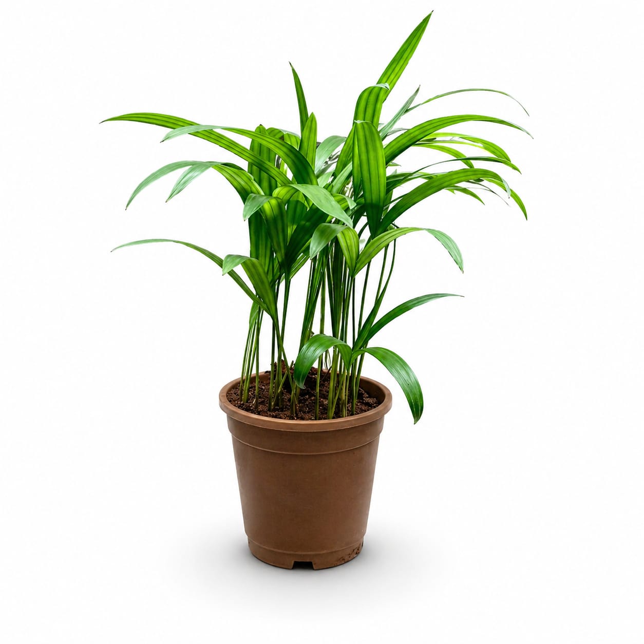 Chamaedorea Palm (Parlor Palm) Plant