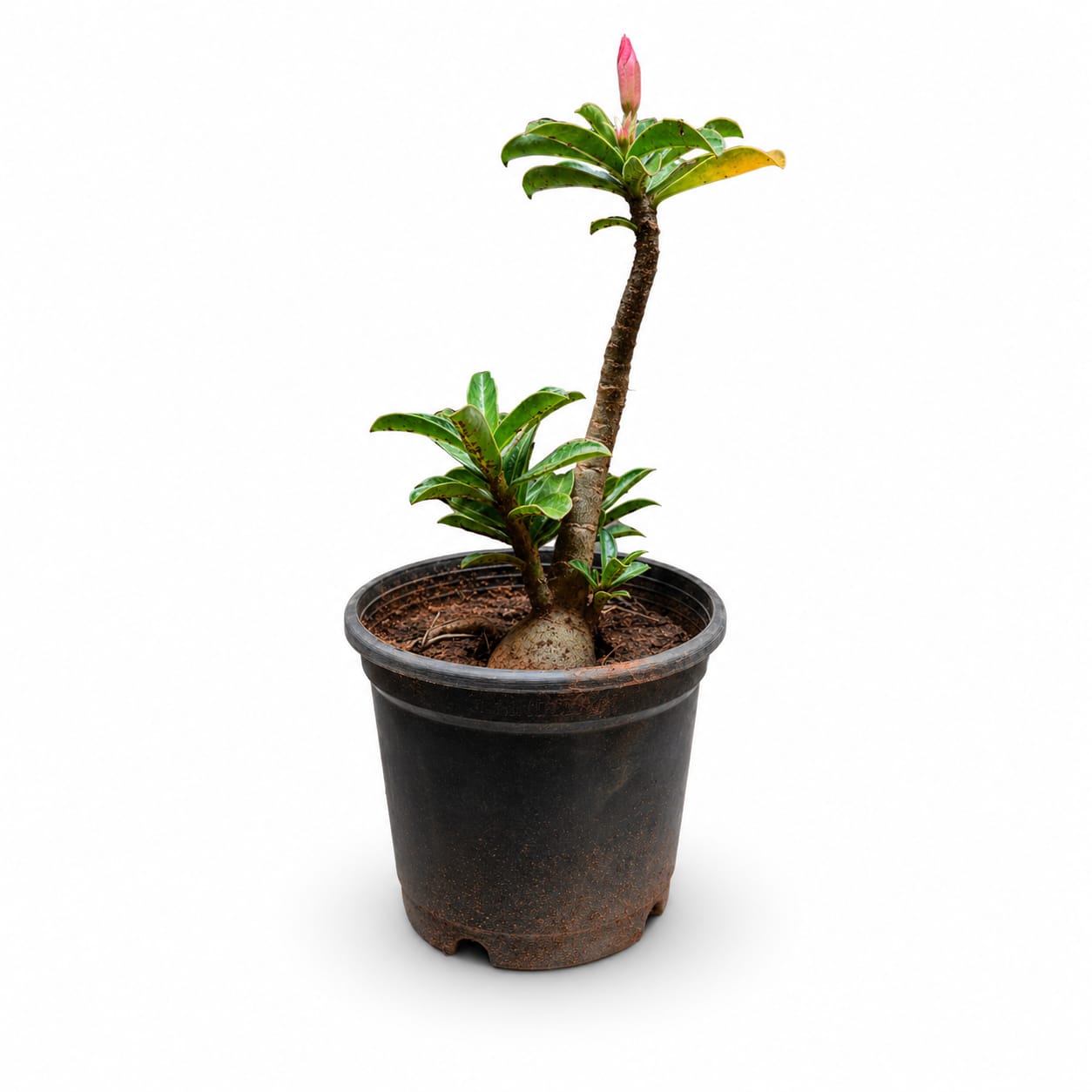 Adenium (Desert Rose) Plant