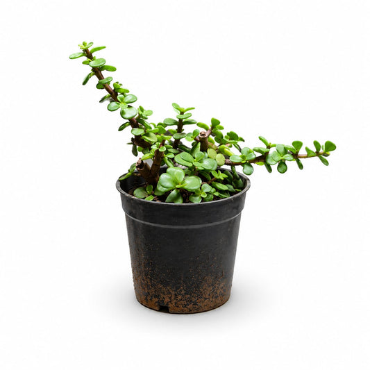Portulacaria Afra (Mini Jade Plant)
