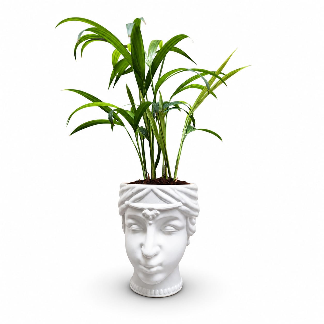 Areca Palm in Designer Face Planter