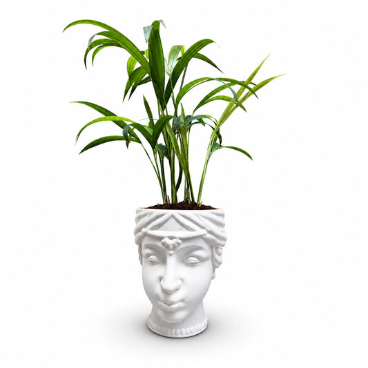 Areca Palm in Designer Face Planter