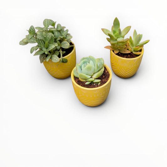 Mini Indoor Plant Trio in Yellow Ceramic Pots - pack of 3