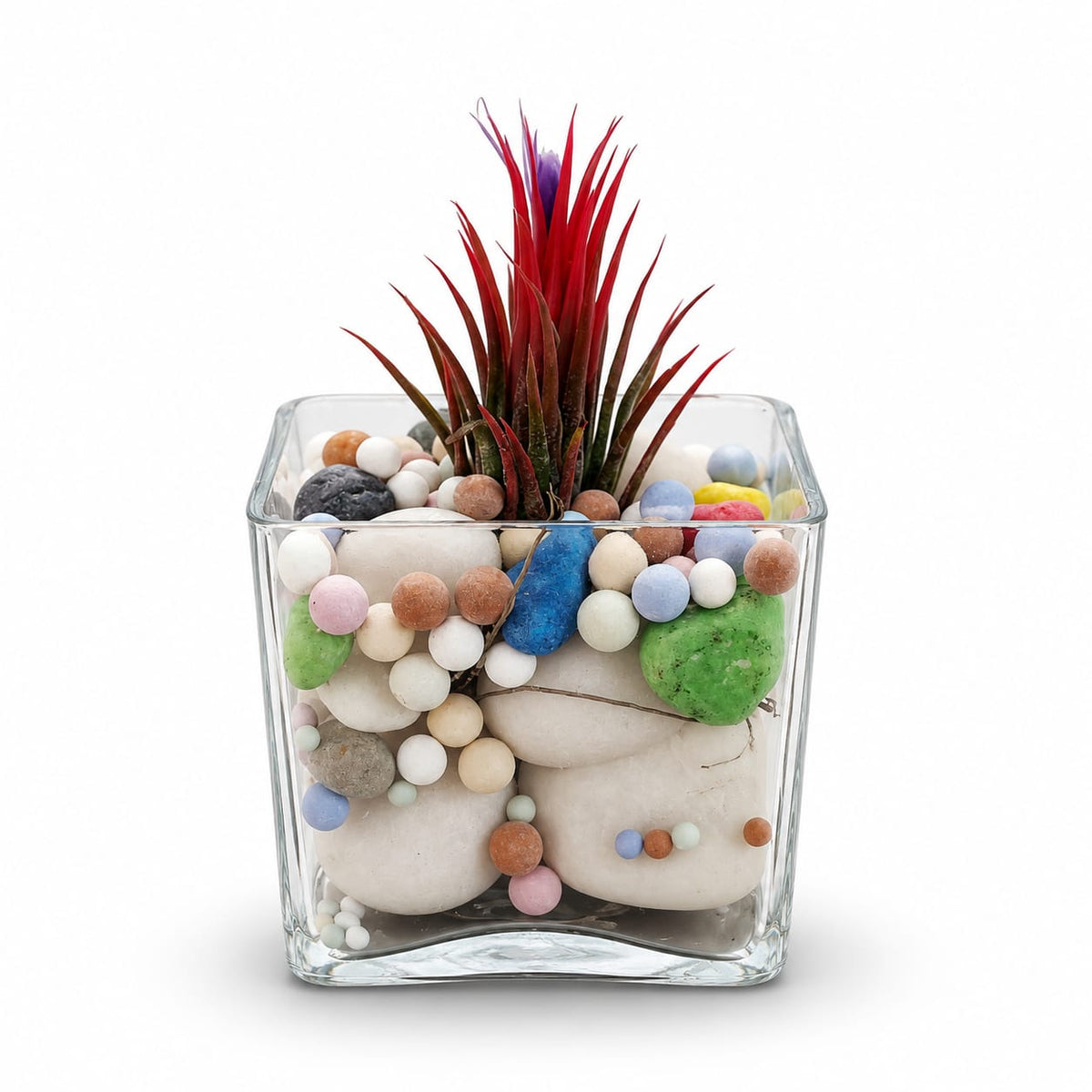 Red Spike Succulent Glass Terrarium | Colorful Indoor Tabletop Plant | My Plant My Taste