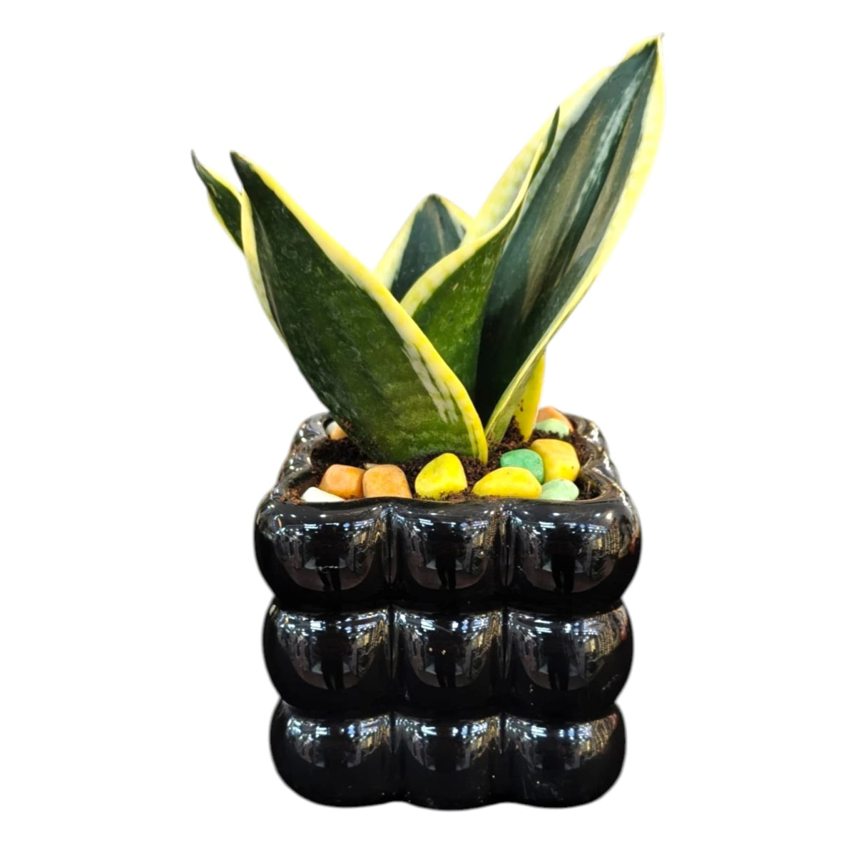 Snake Plant in Premium Black Designer Pot | Sansevieria Indoor Plant | My Plant My Taste