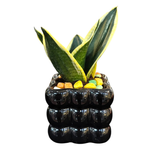 Snake Plant in Premium Black Designer Pot | Sansevieria Indoor Plant | My Plant My Taste