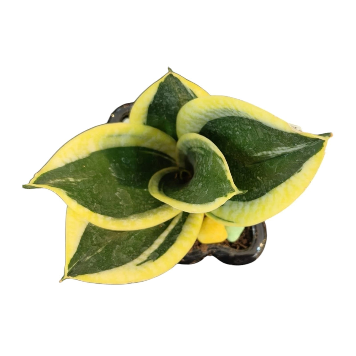Snake Plant in Premium Black Designer Pot | Sansevieria Indoor Plant | My Plant My Taste