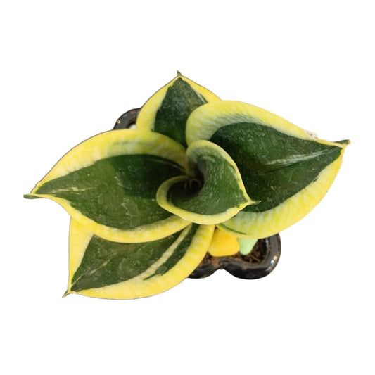 Snake Plant in Premium Black Designer Pot | Sansevieria Indoor Plant | My Plant My Taste