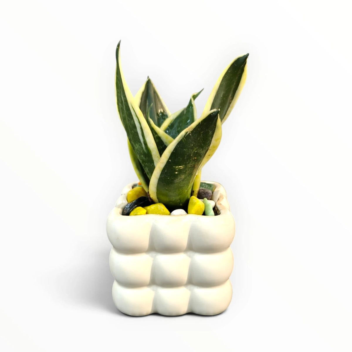 Snake Plant in White Designer Pot | Sansevieria Indoor Plant | My Plant My Taste