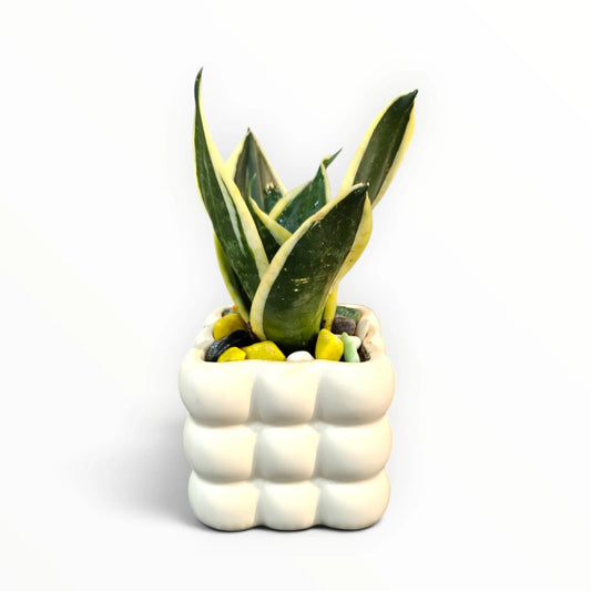 Snake Plant in White Designer Pot | Sansevieria Indoor Plant | My Plant My Taste