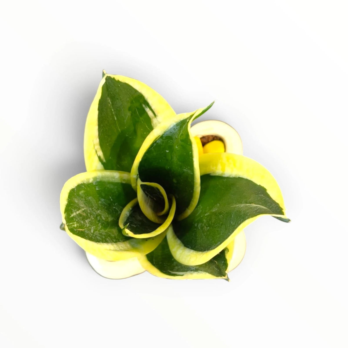 Snake Plant in White Designer Pot | Sansevieria Indoor Plant | My Plant My Taste