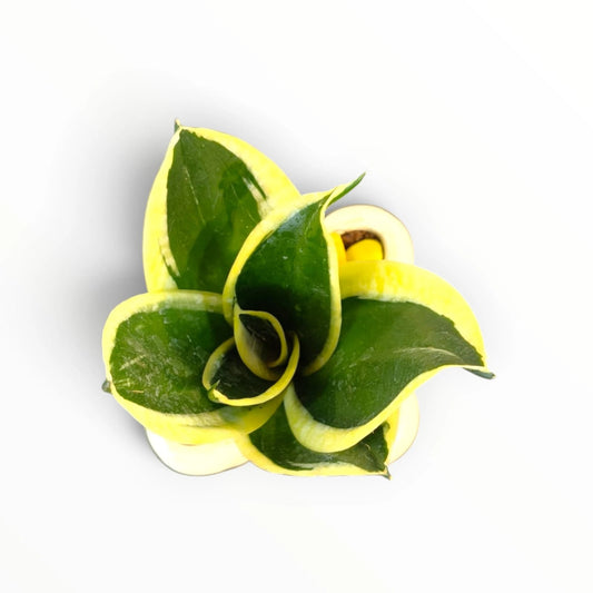 Snake Plant in White Designer Pot | Sansevieria Indoor Plant | My Plant My Taste