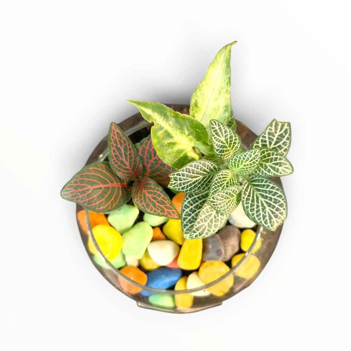 Fittonia Glass Terrarium | Nerve Plant Indoor Garden Bowl | “Happy Growing” | My Plant My Taste