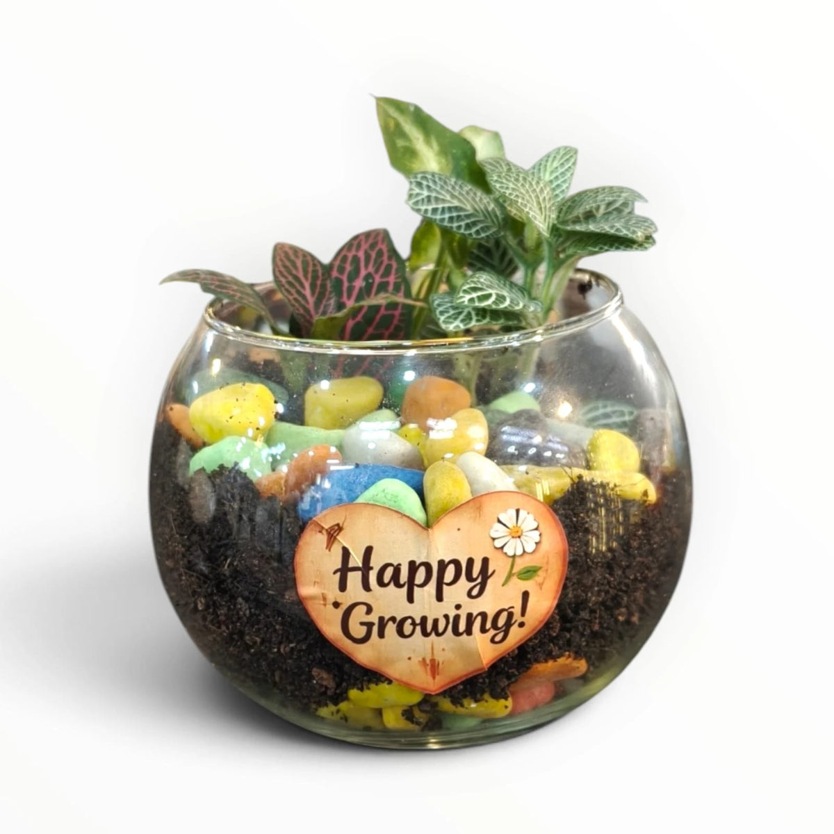 Fittonia Glass Terrarium | Nerve Plant Indoor Garden Bowl | “Happy Growing” | My Plant My Taste