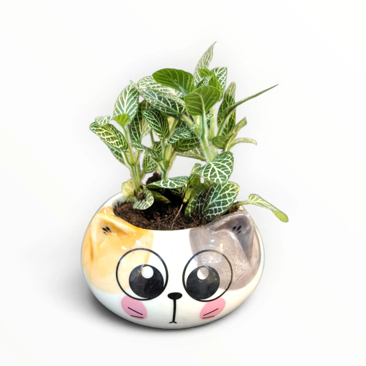 Fittonia Nerve Plant in Cute Cat Face Pot | Indoor Tabletop Plant | My Plant My Taste