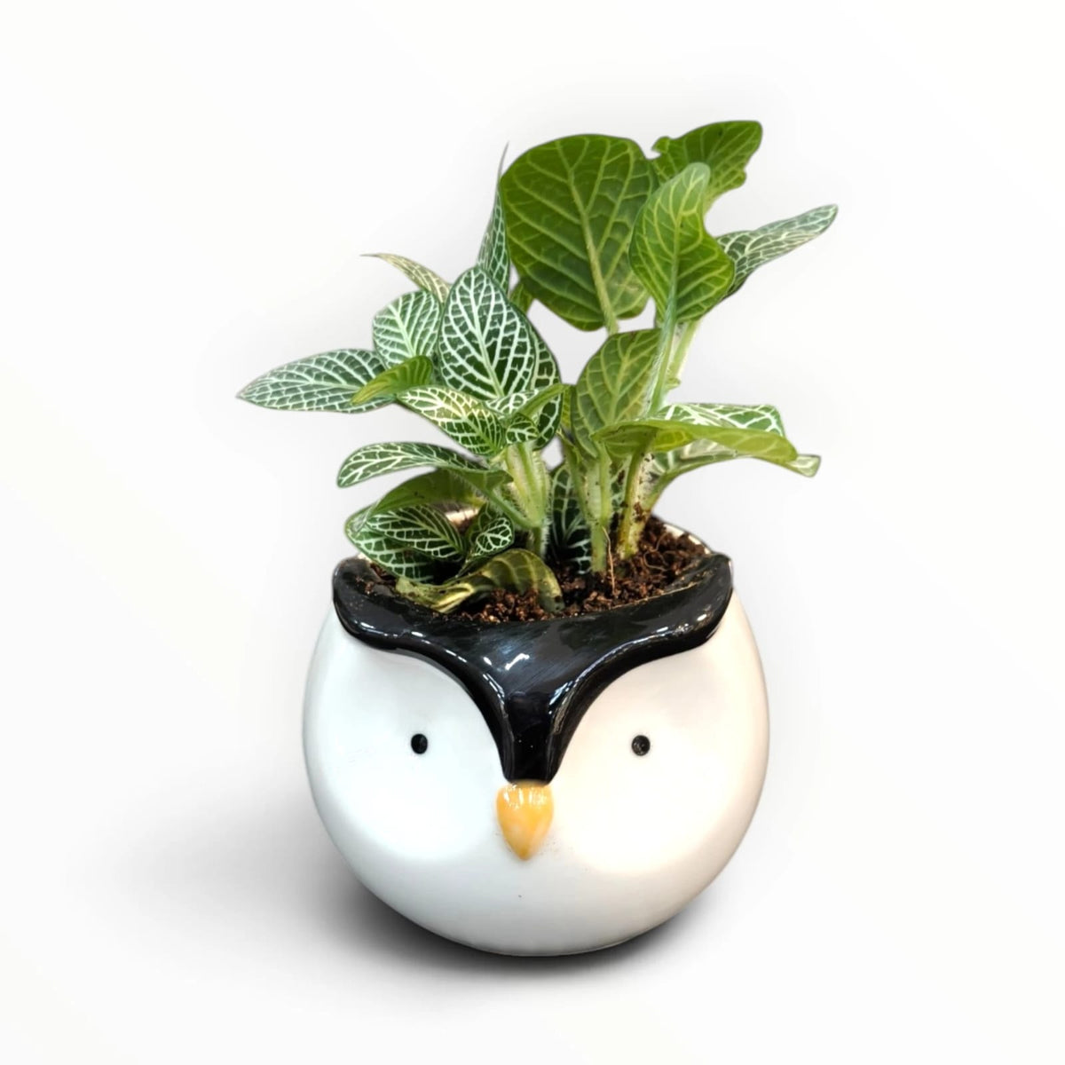 Fittonia Nerve Plant in Cute Penguin Pot | Indoor Tabletop Plant | My Plant My Taste
