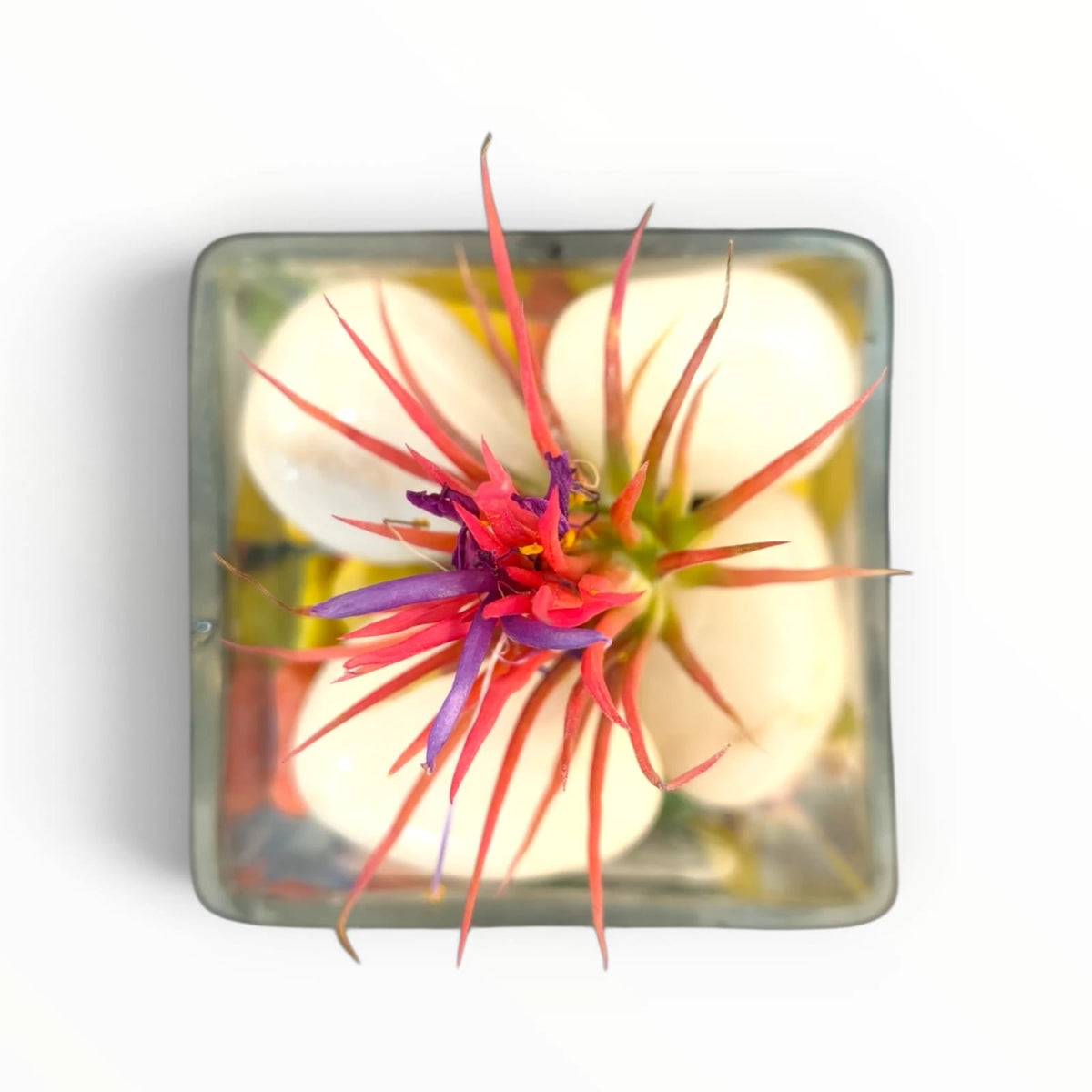Red Air Plant Glass Terrarium – “Be Kind” | Colourful Indoor Plant Décor | My Plant My Taste