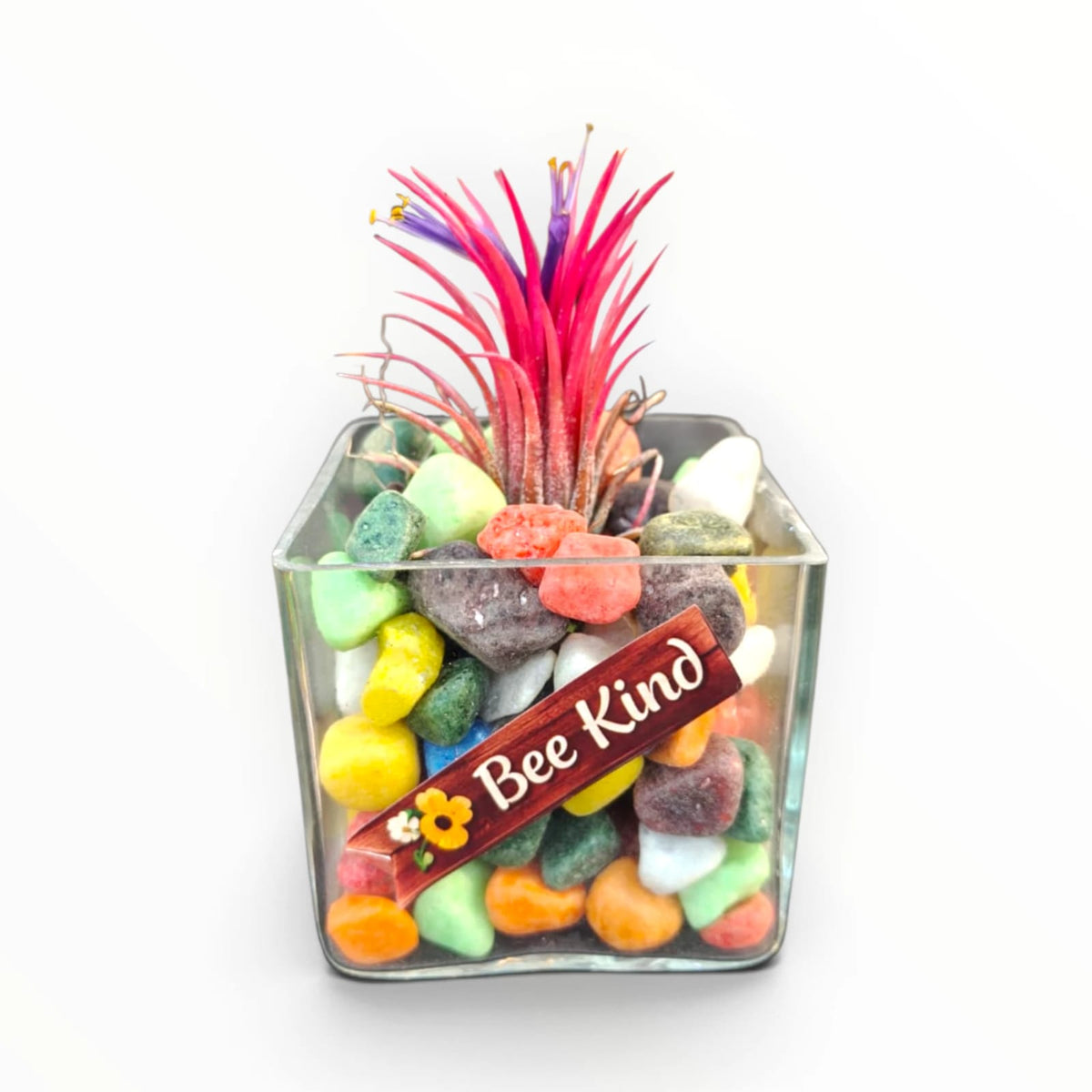 Red Air Plant Glass Terrarium – “Be Kind” | Colourful Indoor Plant Décor | My Plant My Taste