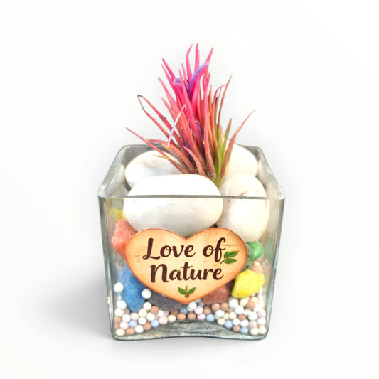 Red Air Plant Glass Terrarium – “Love of Nature” | Colourful Indoor Décor | My Plant My Taste