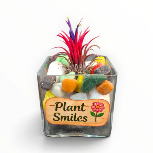 Red Air Plant Glass Terrarium – “Plant Smiles” | Colourful Indoor Décor | My Plant My Taste