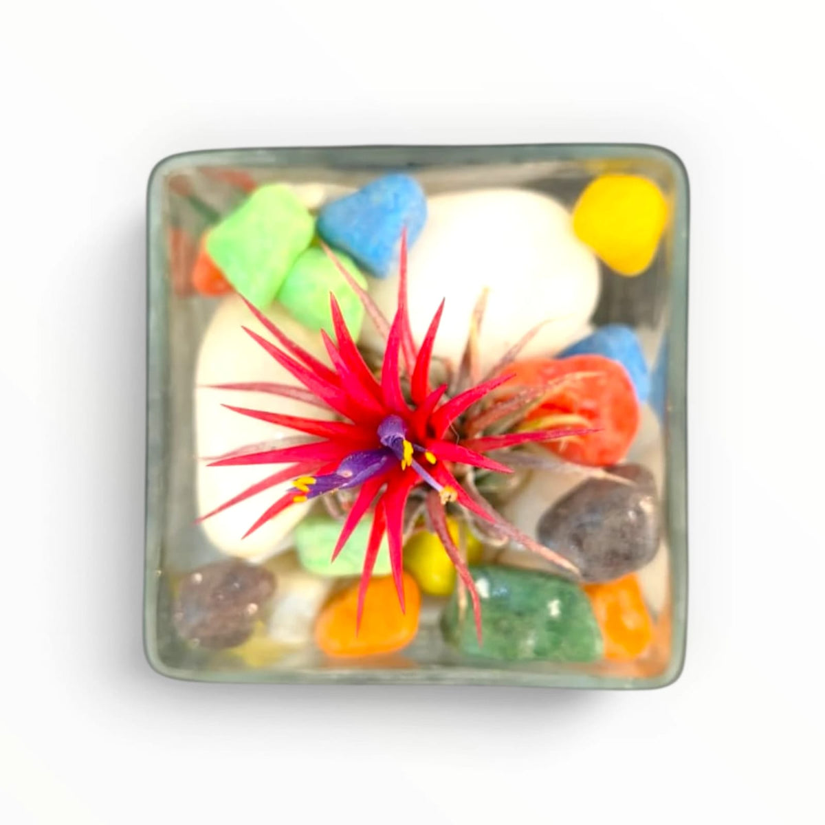 Red Air Plant Glass Terrarium – “Plant Smiles” | Colourful Indoor Décor | My Plant My Taste