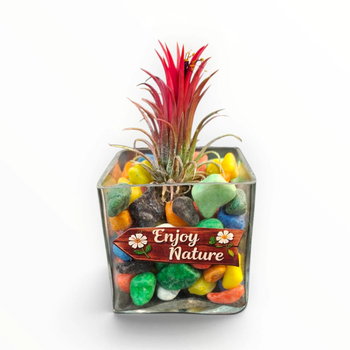 Red Air Plant Glass Terrarium – “Enjoy Nature” | Colourful Indoor Décor | My Plant My Taste