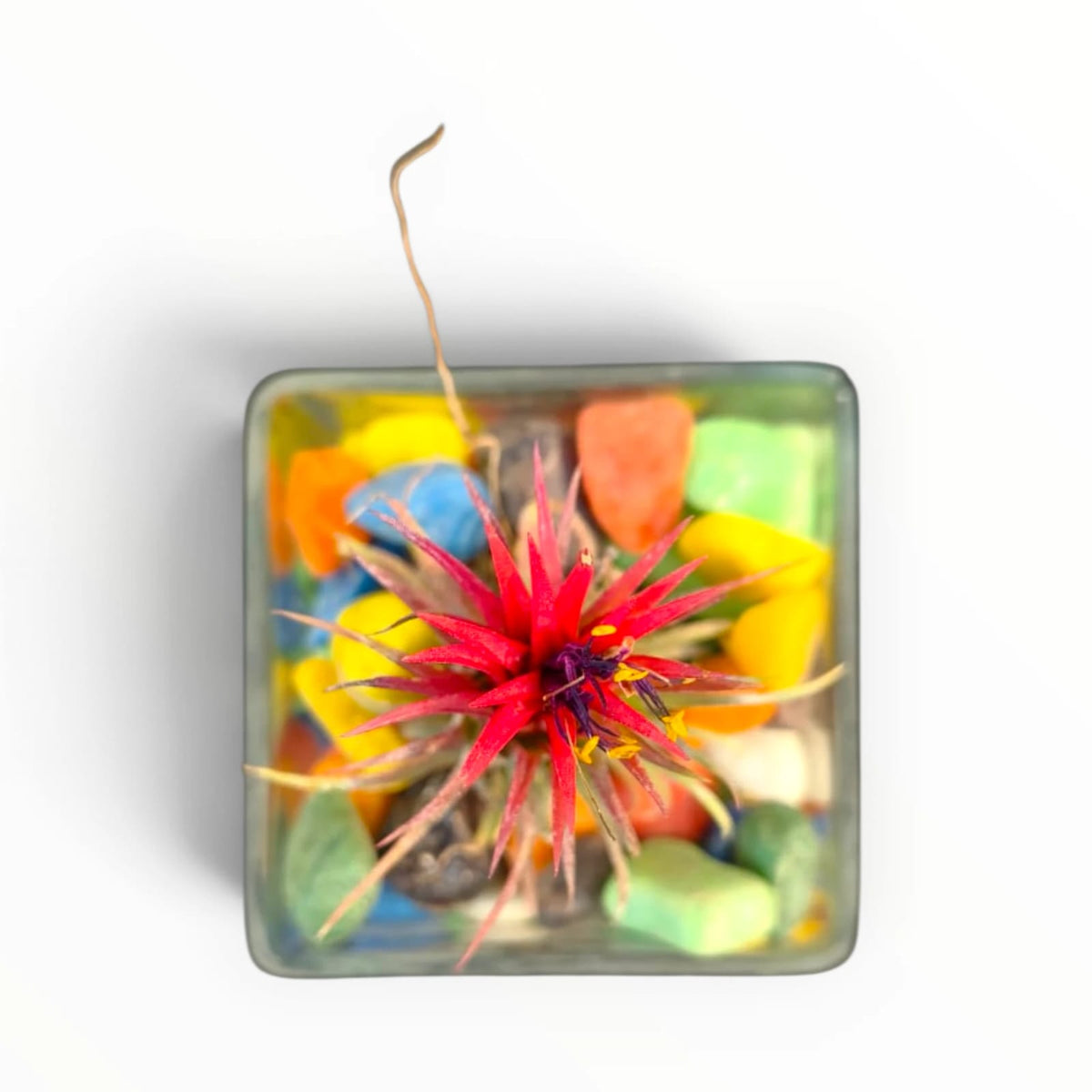 Red Air Plant Glass Terrarium – “Enjoy Nature” | Colourful Indoor Décor | My Plant My Taste