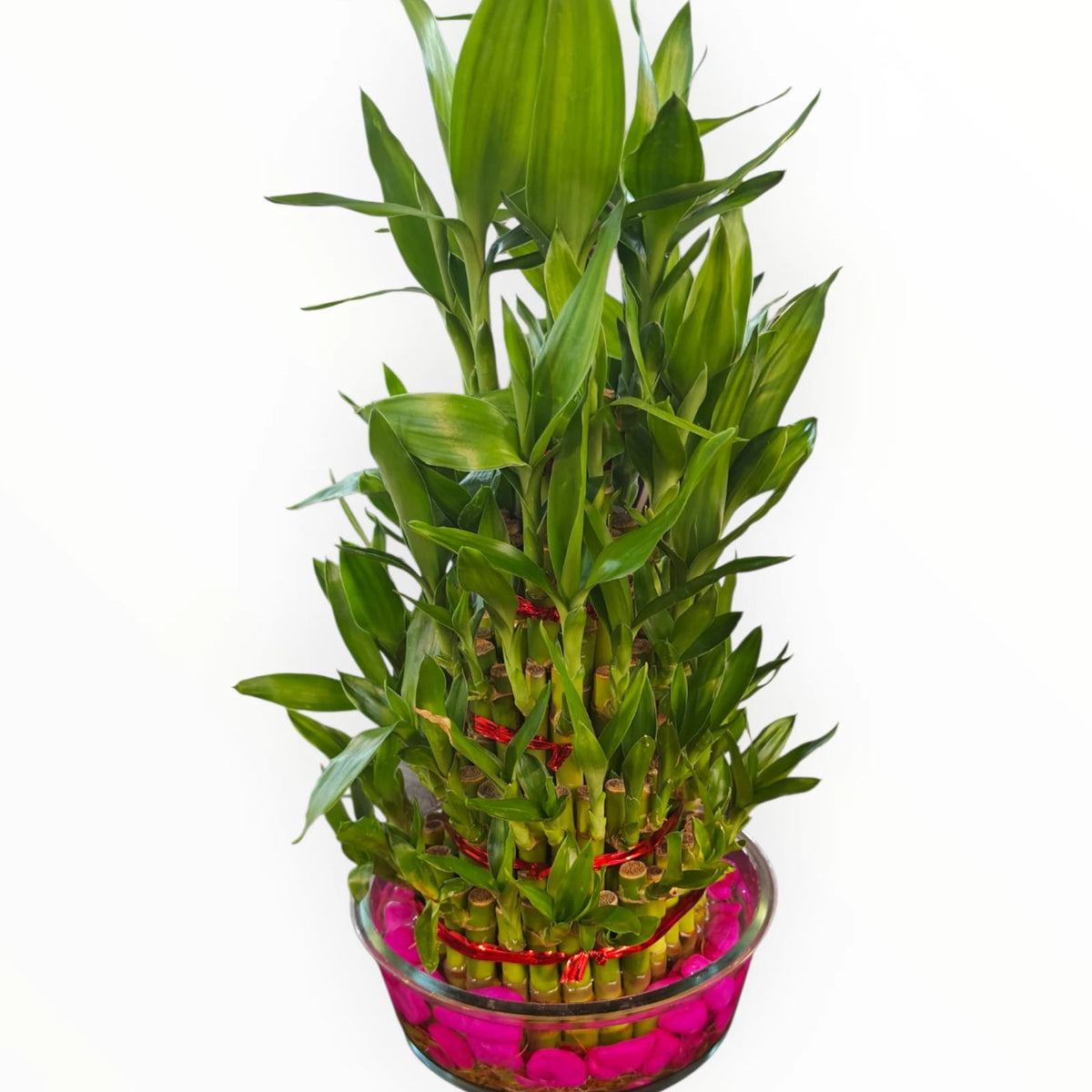 Lucky Bamboo Plant Arrangement in Glass Bowl | Pink pebbles Feng Shui Money Plant Décor | My Plant My Taste